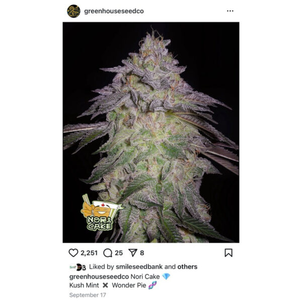 เมล็ดพันธุ์กัญชา Nori Cake (Fem) – Green House Seeds.Co - Image 5