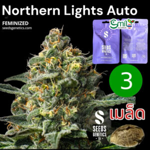 เมล็ดกัญชา Super Lemon Haze (Auto) - Seeds Geneitcs.Co