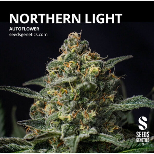เมล็ดกัญชา Super Lemon Haze (Auto) - Seeds Geneitcs.Co - Image 6