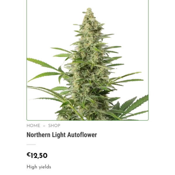 เมล็ดกัญชา Super Lemon Haze (Auto) - Seeds Geneitcs.Co - Image 5