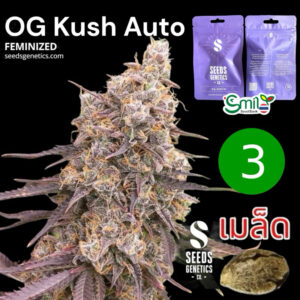 เมล็ดกัญชา OG Kush (Auto) - Seeds Genetics.Co