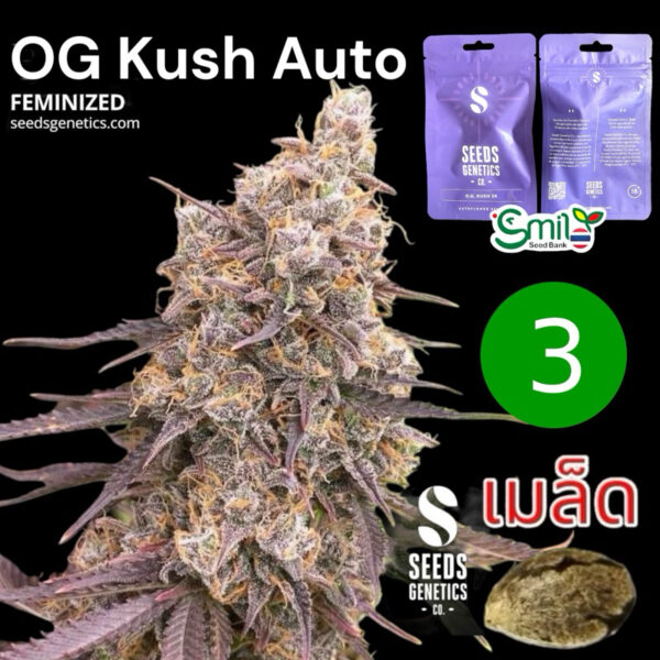 เมล็ดกัญชา OG Kush (Auto) - Seeds Genetics.Co