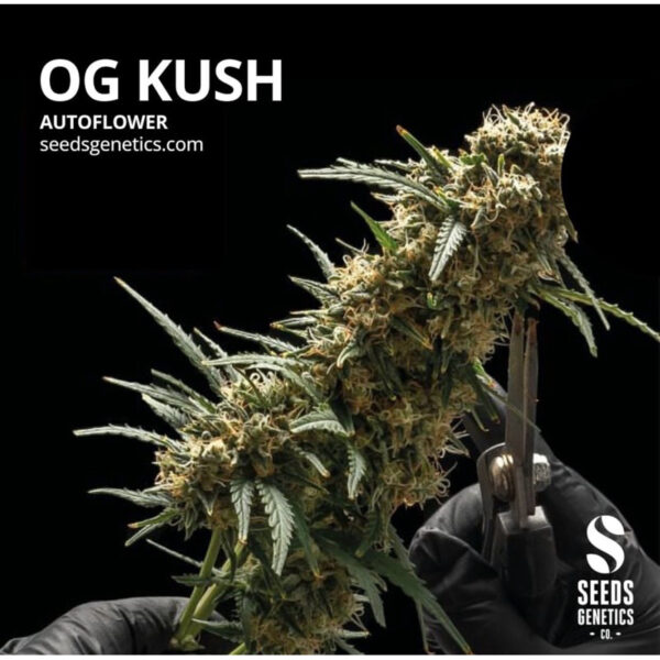 เมล็ดกัญชา OG Kush (Auto) - Seeds Genetics.Co - Image 2