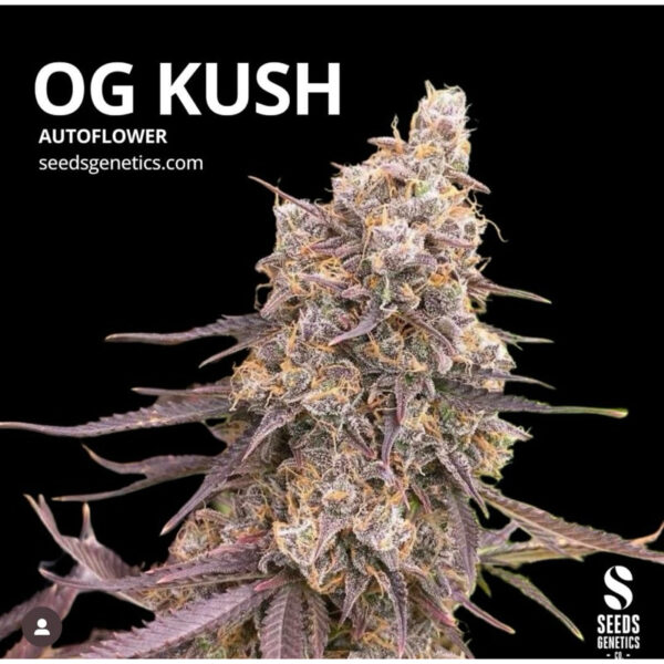 เมล็ดกัญชา OG Kush (Auto) - Seeds Genetics.Co - Image 7