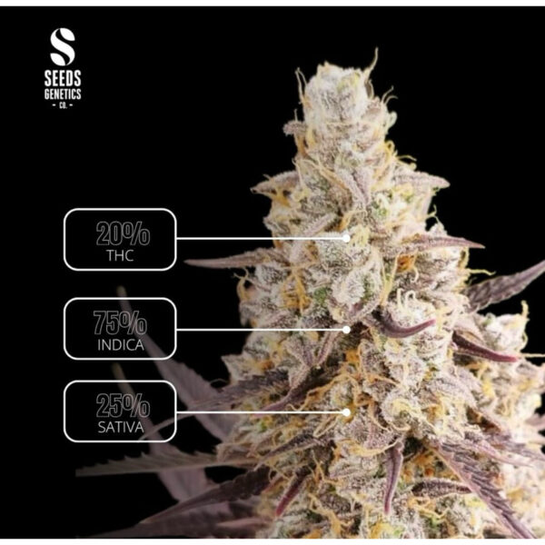 เมล็ดกัญชา OG Kush (Auto) - Seeds Genetics.Co - Image 6