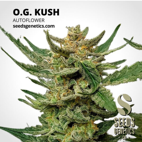 เมล็ดกัญชา OG Kush (Auto) - Seeds Genetics.Co - Image 5