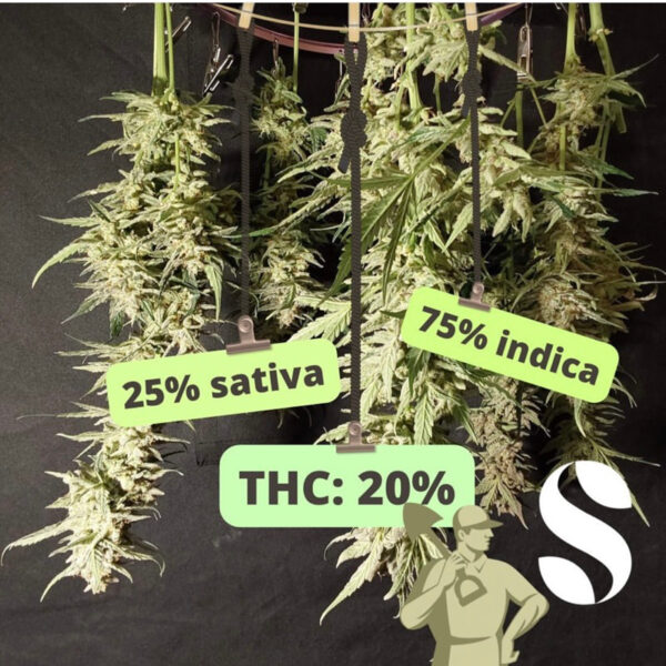 เมล็ดกัญชา OG Kush (Auto) - Seeds Genetics.Co - Image 4