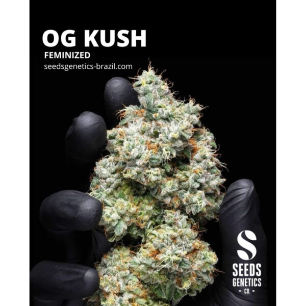 เมล็ดกัญชา OG Kush (Fem) - Seeds Genetics.Co - Image 2