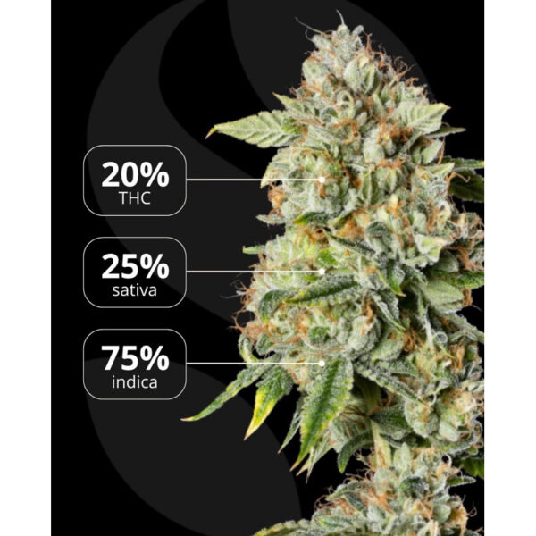 เมล็ดกัญชา OG Kush (Fem) - Seeds Genetics.Co - Image 6
