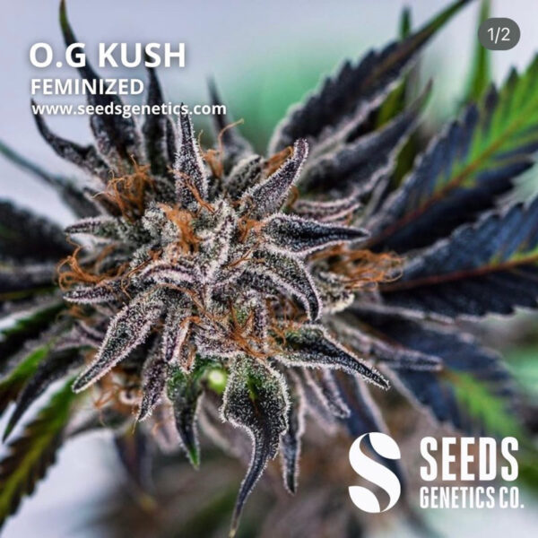 เมล็ดกัญชา OG Kush (Fem) - Seeds Genetics.Co - Image 5