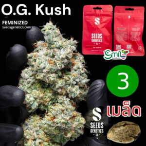 เมล็ดกัญชา OG Kush (Fem) - Seeds Genetics.Co