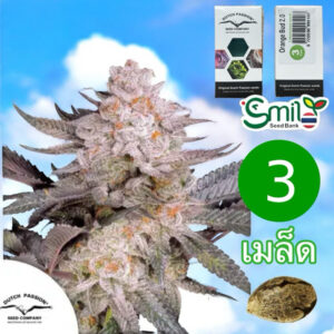 เมล็ดกัญชา Orange Bud 2.0 (Fem) - Dutch Passion