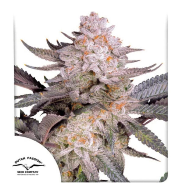 เมล็ดกัญชา Orange Bud 2.0 (Fem) - Dutch Passion - Image 2