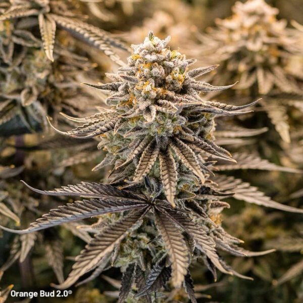 เมล็ดกัญชา Orange Bud 2.0 (Fem) - Dutch Passion - Image 6