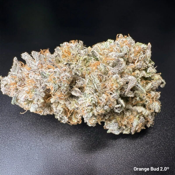 เมล็ดกัญชา Orange Bud 2.0 (Fem) - Dutch Passion - Image 5
