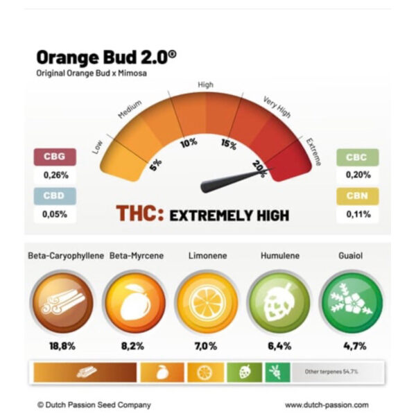 เมล็ดกัญชา Orange Bud 2.0 (Fem) - Dutch Passion - Image 3