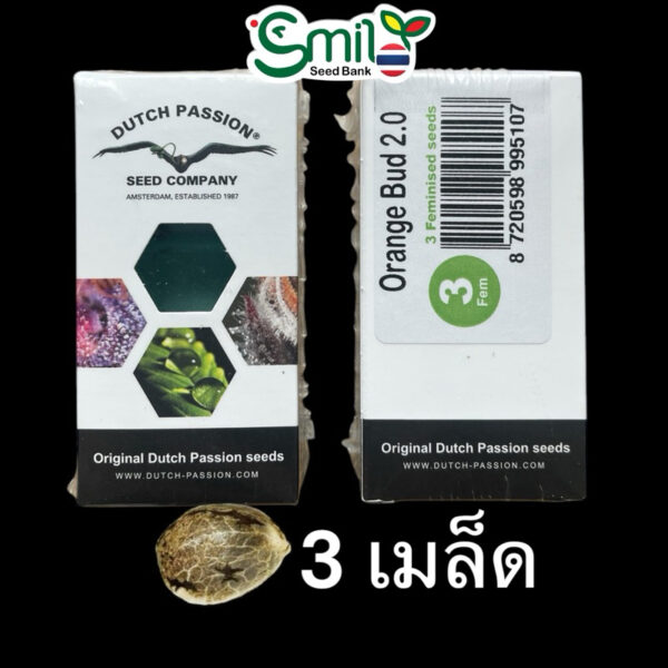 เมล็ดกัญชา Orange Bud 2.0 (Fem) - Dutch Passion - Image 8