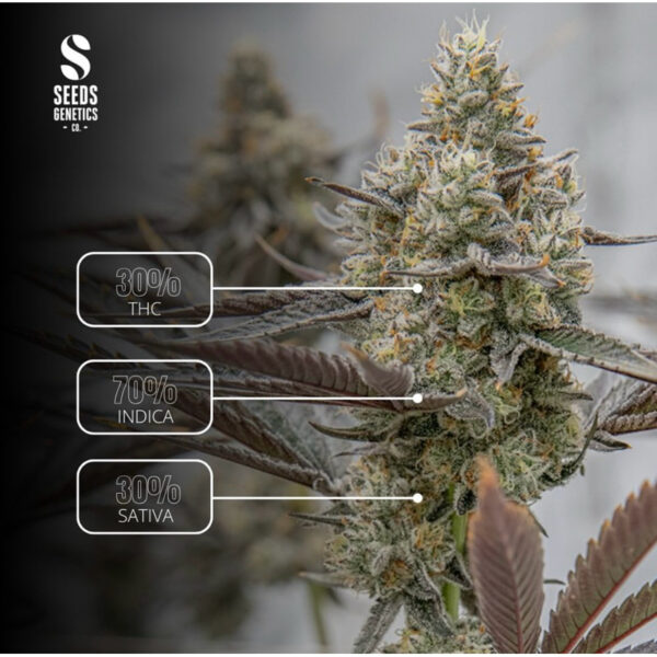 เมล็ดกัญชา Oreoz (Fem) แรง ใหม่* - Seeds Genetics.Co - Image 3