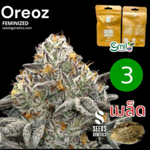 เมล็ดกัญชา Oreoz (Fem) แรง ใหม่* - Seeds Genetics.Co
