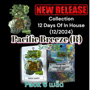 เมล็ดกัญชา Pacific Breeze (Reg) 12/2024* สุ่มเพศใหม่ล่าสุด - In House Genetics [12 DAYS OF IN HOUSE]