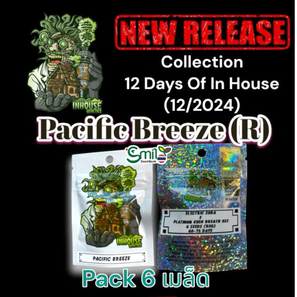 เมล็ดกัญชา Pacific Breeze (Reg) 12/2024* สุ่มเพศใหม่ล่าสุด - In House Genetics [12 DAYS OF IN HOUSE]