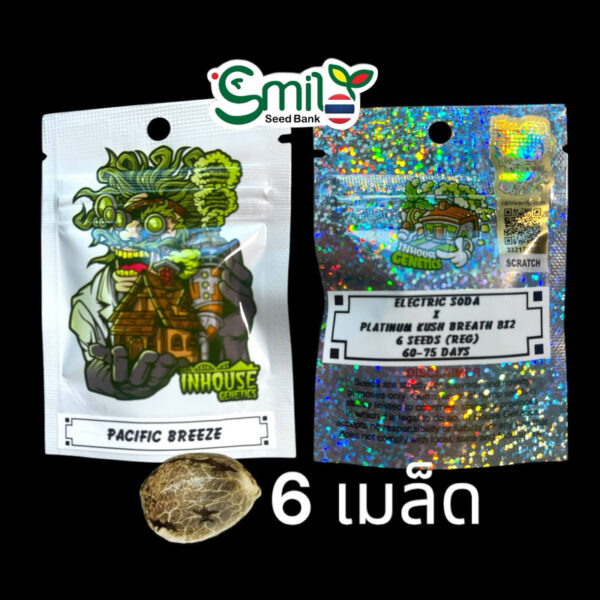 เมล็ดกัญชา Pacific Breeze (Reg) 12/2024* สุ่มเพศใหม่ล่าสุด - In House Genetics [12 DAYS OF IN HOUSE] - Image 3
