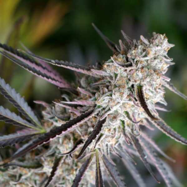 เมล็ดกัญชา Peanut Butter Breath Fast Flowering (Fem) - Humboldt Seed Organization - Image 2