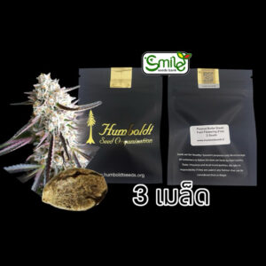 เมล็ดกัญชา Peanut Butter Breath Fast Flowering (Fem) - Humboldt Seed Organization