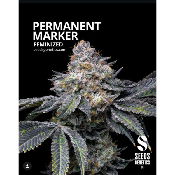 เมล็ดกัญชา Permanent Marker (Fem) ใหม่* - Seeds Genetics.Co - Image 2
