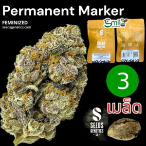 เมล็ดกัญชา Permanent Marker (Fem) ใหม่* - Seeds Genetics.Co