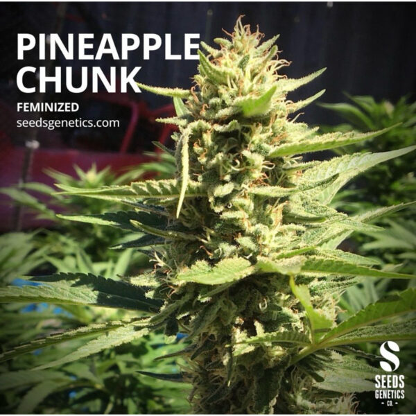 เมล็ดกัญชา Pineapple Chunk (Fem) - Seeds Genetics.Co - Image 2