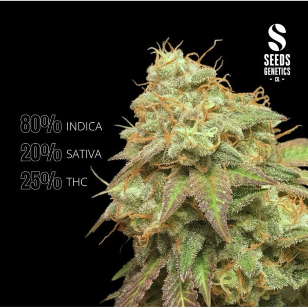 เมล็ดกัญชา Pineapple Chunk (Fem) - Seeds Genetics.Co - Image 7