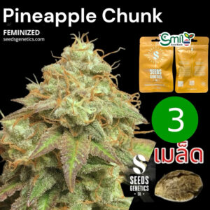 เมล็ดกัญชา Pineapple Chunk (Fem) - Seeds Genetics.Co
