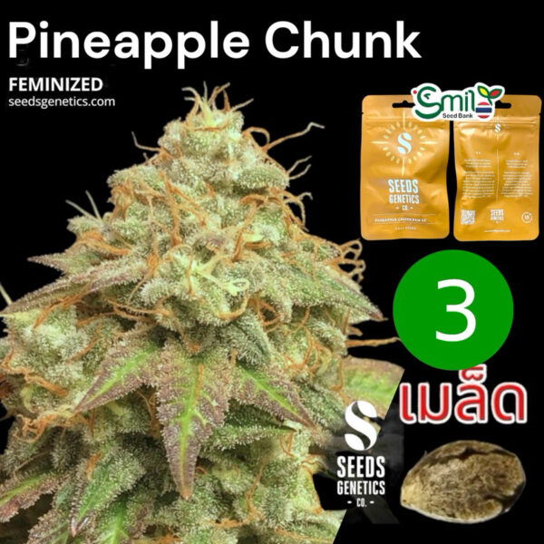 เมล็ดกัญชา Pineapple Chunk (Fem) - Seeds Genetics.Co