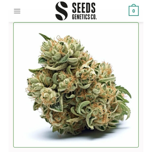 เมล็ดกัญชา Power Plant - Seeds Genetics.Co (Fem) - Image 2