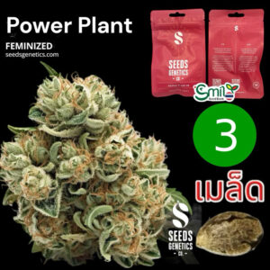 เมล็ดกัญชา Power Plant - Seeds Genetics.Co (Fem)