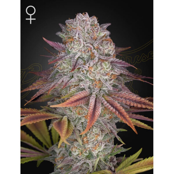เมล็ดพันธุ์กัญชา  Pulp Friction (Fem) - Green House Seeds.Co - Image 4