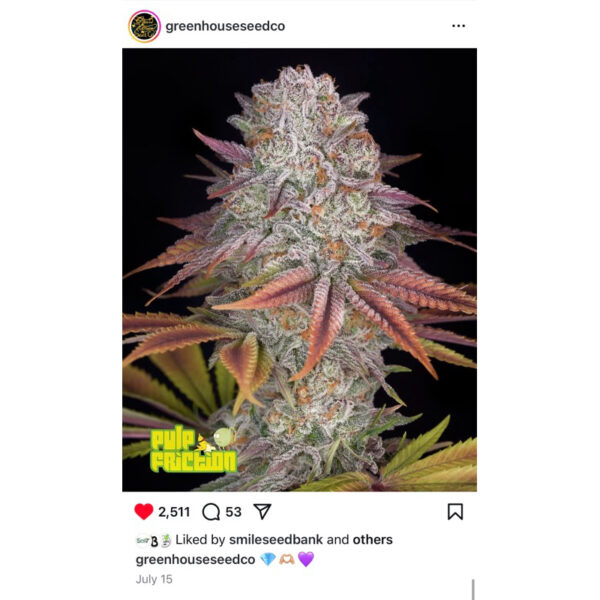 เมล็ดพันธุ์กัญชา  Pulp Friction (Fem) - Green House Seeds.Co - Image 2