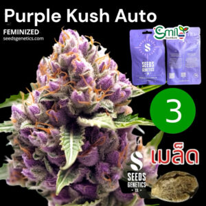 เมล็ดกัญชา Purple Kush (Auto) - Seeds Genetics.Co