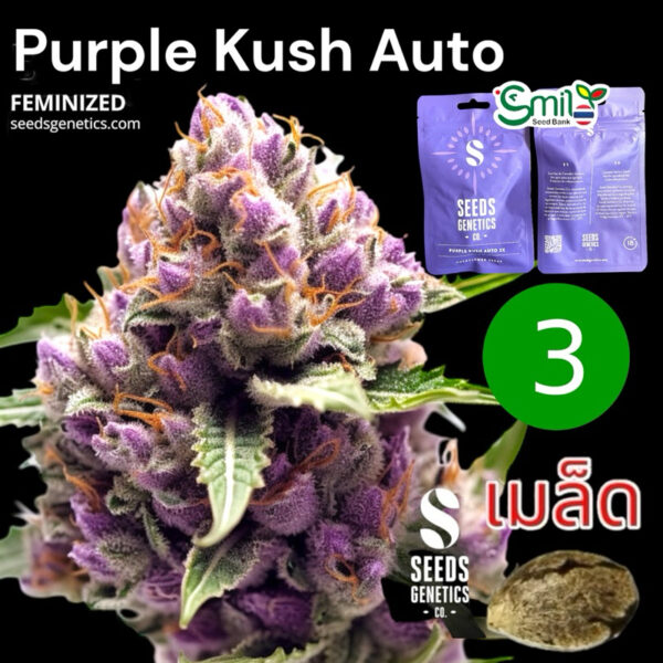 เมล็ดกัญชา Purple Kush (Auto) - Seeds Genetics.Co