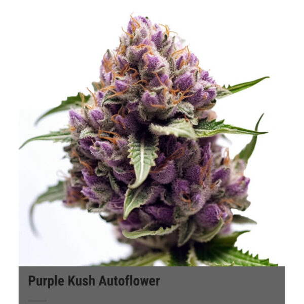 เมล็ดกัญชา Purple Kush (Auto) - Seeds Genetics.Co - Image 2