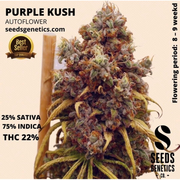 เมล็ดกัญชา Purple Kush (Auto) - Seeds Genetics.Co - Image 5