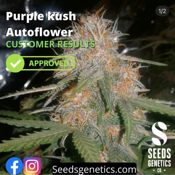 เมล็ดกัญชา Purple Kush (Auto) - Seeds Genetics.Co - Image 6