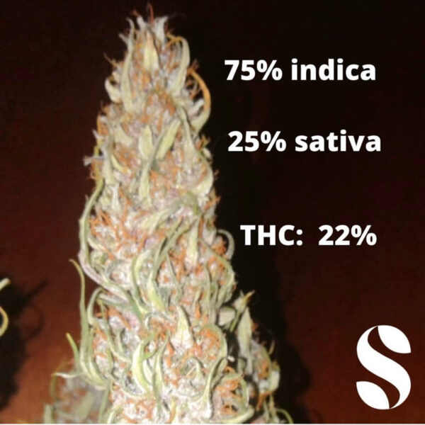 เมล็ดกัญชา Purple Kush (Auto) - Seeds Genetics.Co - Image 4