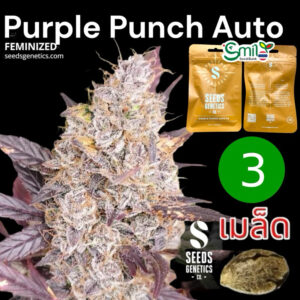 เมล็ดกัญชา Purple Punch (Auto) - Seeds Genetics.Co