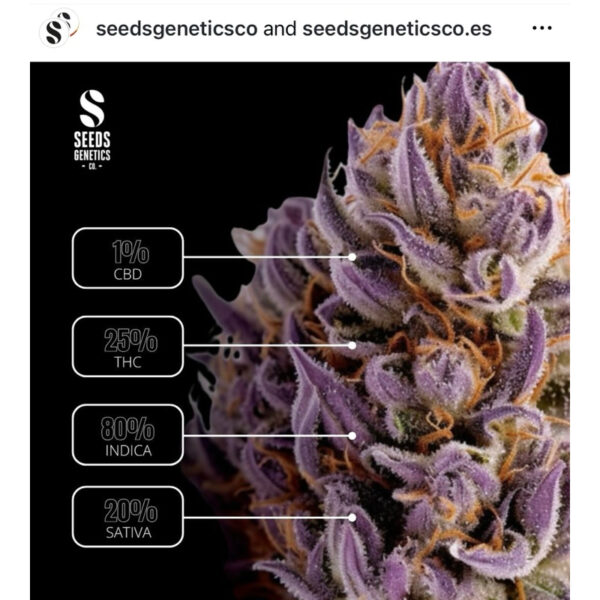 เมล็ดกัญชา Purple Punch (Auto) - Seeds Genetics.Co - Image 7