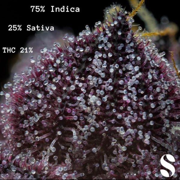 เมล็ดกัญชา Purple Punch (Auto) - Seeds Genetics.Co - Image 5