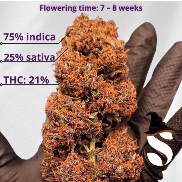 เมล็ดกัญชา Purple Punch (Auto) - Seeds Genetics.Co - Image 3