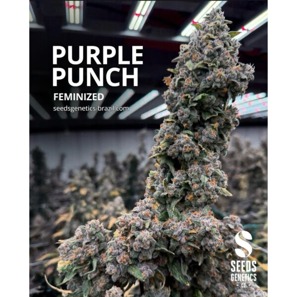 เมล็ดกัญชา Purple Punch (Fem) - Seeds Genetics.Co - Image 2