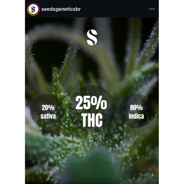 เมล็ดกัญชา Purple Punch (Fem) - Seeds Genetics.Co - Image 7